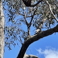 Podargus strigoides (Tawny Frogmouth) at Bruce, ACT - 6 Oct 2021 by bland