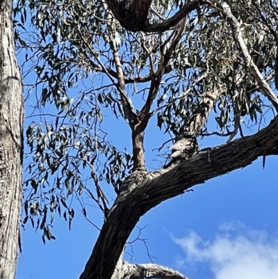Podargus strigoides (Tawny Frogmouth) at Point 610 - 6 Oct 2021 by bland