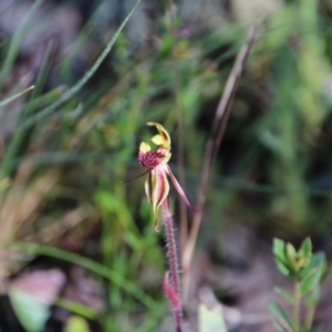 Caladenia actensis at suppressed - suppressed