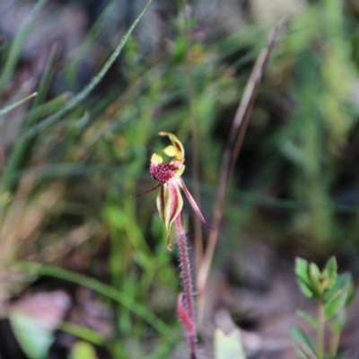 Caladenia actensis (Canberra Spider Orchid) at Mount Majura - 5 Oct 2021 by petersan