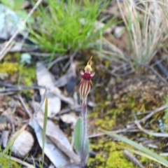 Caladenia actensis (Canberra Spider Orchid) by petersan