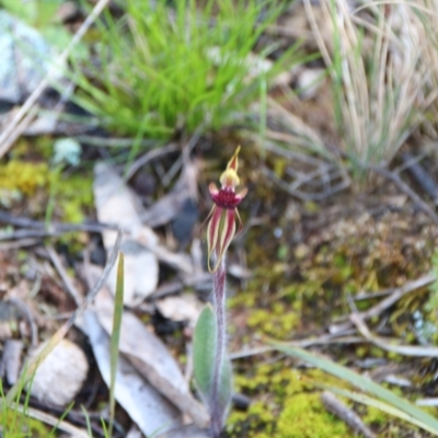 Caladenia actensis (Canberra Spider Orchid) at Mount Majura - 5 Oct 2021 by petersan