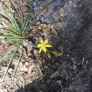 Bulbine sp. at Belconnen, ACT - 7 Oct 2021 09:39 AM