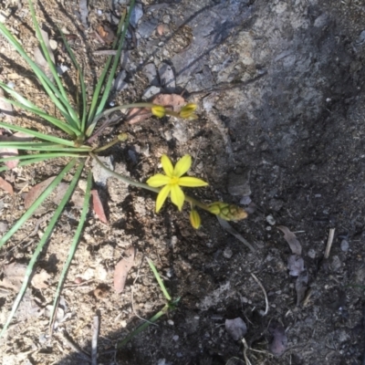 Bulbine sp. at Belconnen, ACT - 6 Oct 2021 by jgiacon