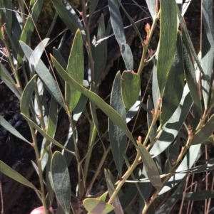 Daviesia mimosoides subsp. mimosoides at Tennent, ACT - 3 Oct 2021