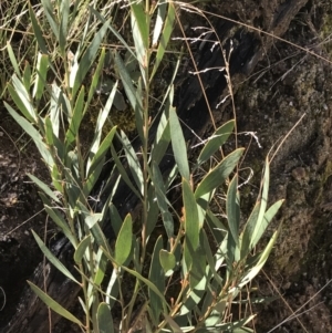 Daviesia mimosoides subsp. mimosoides at Tennent, ACT - 3 Oct 2021