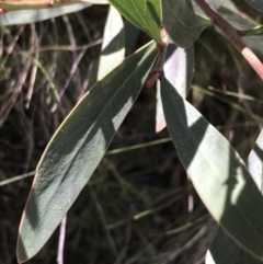 Daviesia mimosoides subsp. mimosoides at Tennent, ACT - 3 Oct 2021