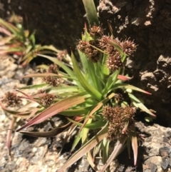 Luzula ovata (Pyramid Woodrush) at Tennent, ACT - 3 Oct 2021 by Tapirlord