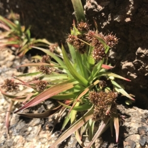 Luzula ovata at Tennent, ACT - 3 Oct 2021 11:08 AM