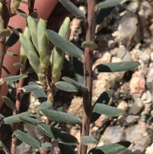 Acrothamnus hookeri at Namadgi National Park - 3 Oct 2021