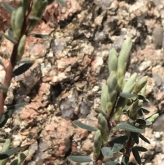 Acrothamnus hookeri at Namadgi National Park - 3 Oct 2021