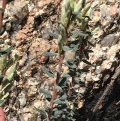 Acrothamnus hookeri at Namadgi National Park - 3 Oct 2021