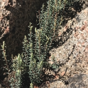 Acrothamnus hookeri at Namadgi National Park - 3 Oct 2021