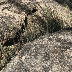 Acrothamnus hookeri at Namadgi National Park - 3 Oct 2021