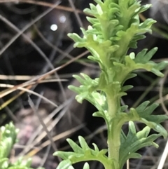 Euphrasia collina (Purple Eye-bright) at Namadgi National Park - 2 Oct 2021 by Tapirlord