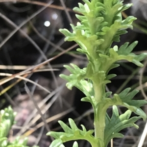 Euphrasia collina at Tennent, ACT - 3 Oct 2021