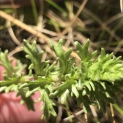 Euphrasia collina at Tennent, ACT - 3 Oct 2021