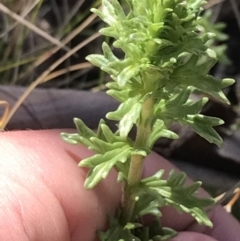 Euphrasia collina at Tennent, ACT - 3 Oct 2021