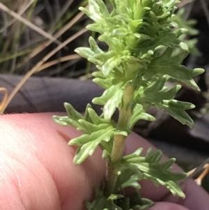 Euphrasia collina at Tennent, ACT - 3 Oct 2021