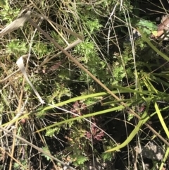 Euphrasia collina at Tennent, ACT - 3 Oct 2021