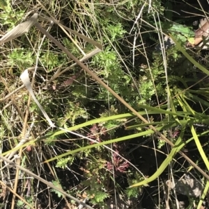 Euphrasia collina at Tennent, ACT - 3 Oct 2021