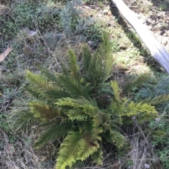 Polystichum proliferum (Mother Shield Fern) at Tennent, ACT - 2 Oct 2021 by Tapirlord