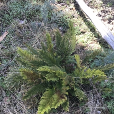 Polystichum proliferum (Mother Shield Fern) at Tennent, ACT - 2 Oct 2021 by Tapirlord