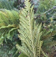 Polystichum proliferum at Tennent, ACT - 3 Oct 2021