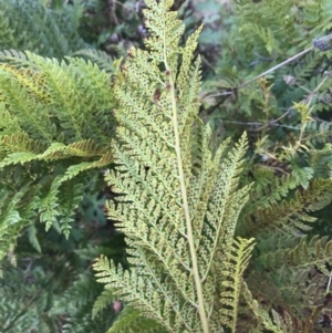 Polystichum proliferum at Tennent, ACT - 3 Oct 2021 10:39 AM