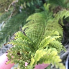 Polystichum proliferum at Tennent, ACT - 3 Oct 2021 10:39 AM