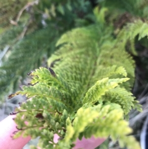 Polystichum proliferum at Tennent, ACT - 3 Oct 2021