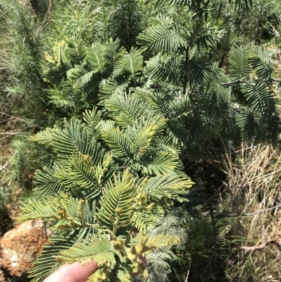 Acacia dealbata subsp. subalpina (Monaro Silver-wattle) at Tennent, ACT - 2 Oct 2021 by Tapirlord
