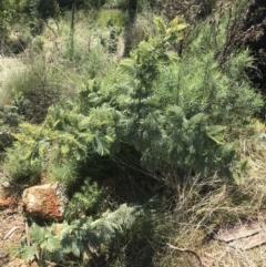 Acacia dealbata subsp. subalpina at Tennent, ACT - 3 Oct 2021