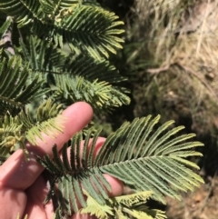 Acacia dealbata subsp. subalpina at Tennent, ACT - 3 Oct 2021