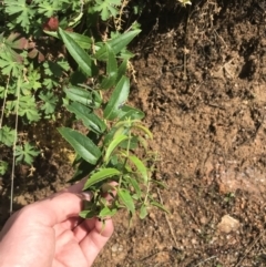 Veronica derwentiana subsp. derwentiana (Derwent Speedwell) at Tennent, ACT - 2 Oct 2021 by Tapirlord