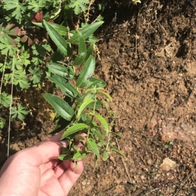 Veronica derwentiana subsp. derwentiana (Derwent Speedwell) at Tennent, ACT - 3 Oct 2021 by Tapirlord