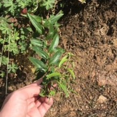 Veronica derwentiana subsp. derwentiana at Tennent, ACT - 3 Oct 2021 10:18 AM