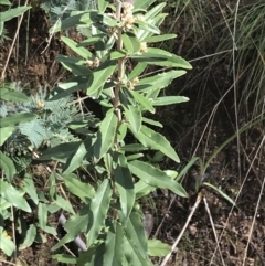 Olearia megalophylla (Large-leaf Daisy-bush) at Namadgi National Park - 2 Oct 2021 by Tapirlord