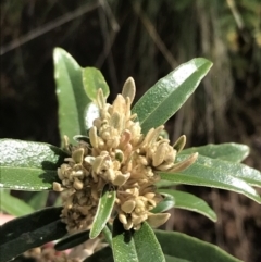 Olearia megalophylla at Tennent, ACT - 3 Oct 2021 10:18 AM