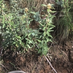 Olearia megalophylla at Tennent, ACT - 3 Oct 2021 10:18 AM