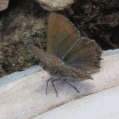 Paralucia crosbyi (Violet Copper Butterfly) at Booth, ACT - 3 Oct 2021 by Christine