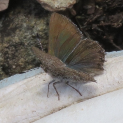 Paralucia crosbyi (Violet Copper Butterfly) at Booth, ACT - 3 Oct 2021 by Christine