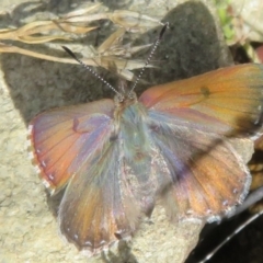 Paralucia crosbyi (Violet Copper Butterfly) at Booth, ACT - 2 Oct 2021 by Christine