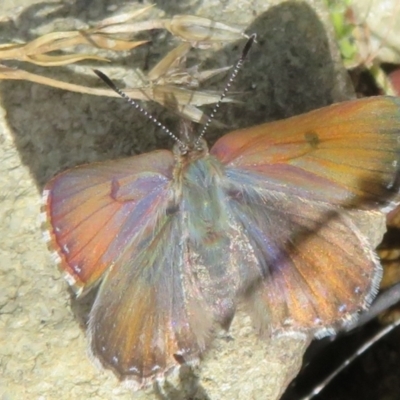 Paralucia crosbyi (Violet Copper Butterfly) by Christine