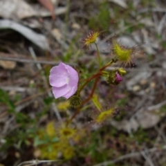 Drosera gunniana (Pale Sundew) at Boro, NSW - 4 Oct 2021 by Paul4K