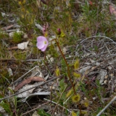 Drosera gunniana at Boro, NSW - suppressed