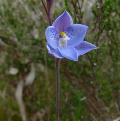 Thelymitra juncifolia (Dotted Sun Orchid) at Boro - 3 Oct 2021 by Paul4K