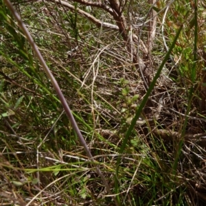 Thelymitra juncifolia at Boro, NSW - 4 Oct 2021