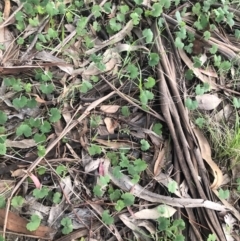 Hydrocotyle laxiflora (Stinking Pennywort) at Flea Bog Flat to Emu Creek Corridor - 5 Oct 2021 by Dora