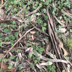 Hydrocotyle laxiflora at Belconnen, ACT - 5 Oct 2021 06:11 PM